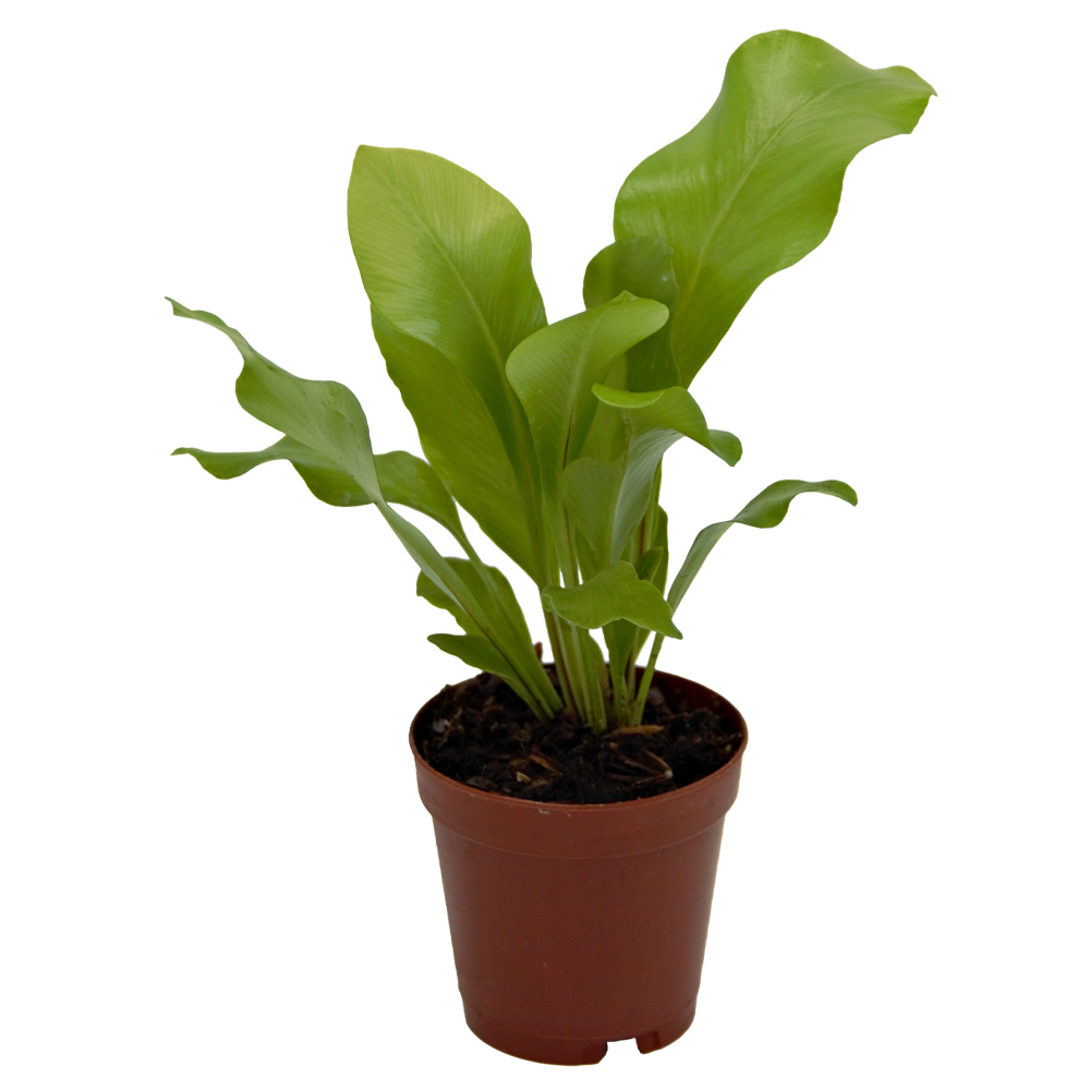 ReptiFauna Assorted Fern