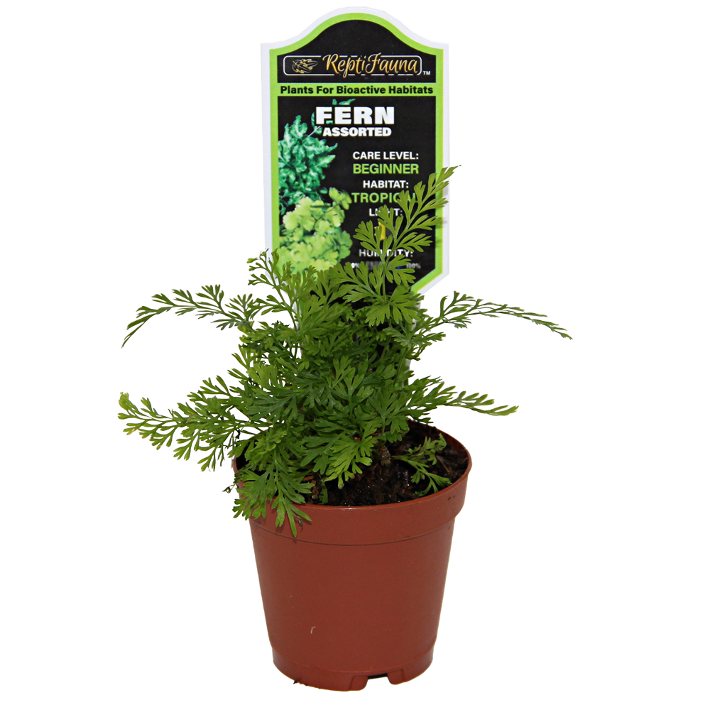 ReptiFauna Assorted Fern