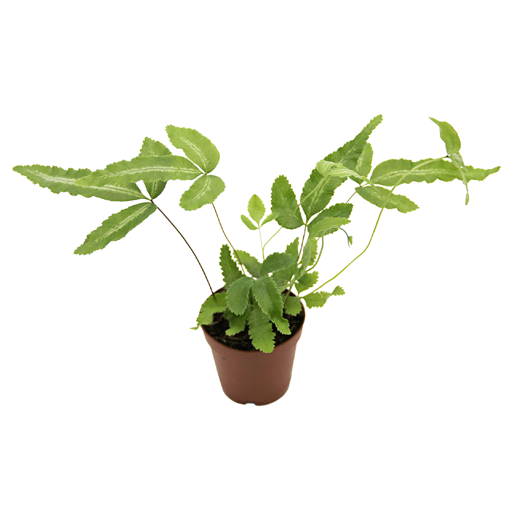 ReptiFauna Assorted Fern