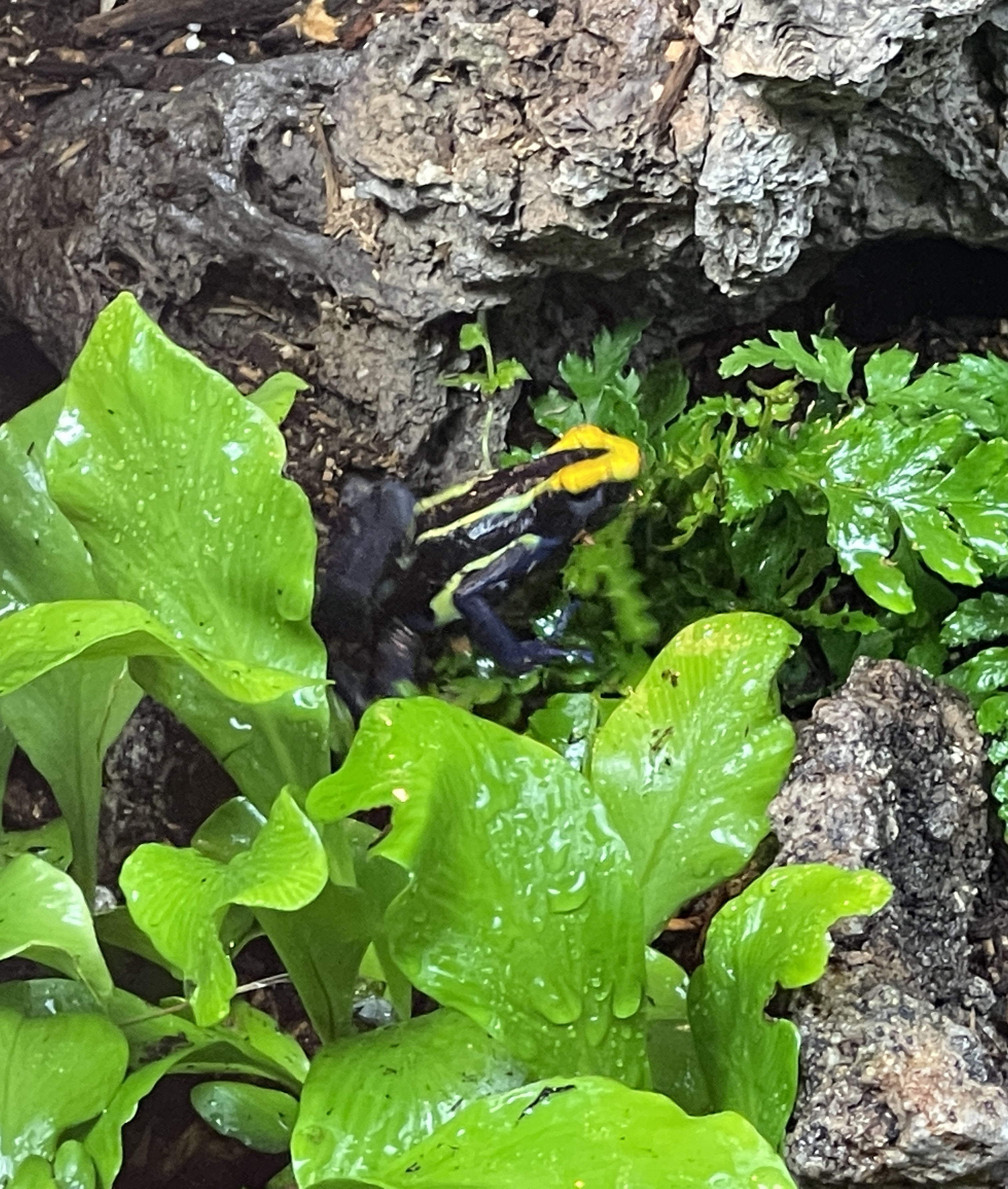 ReptiFauna™ Fern in reptile terrarium