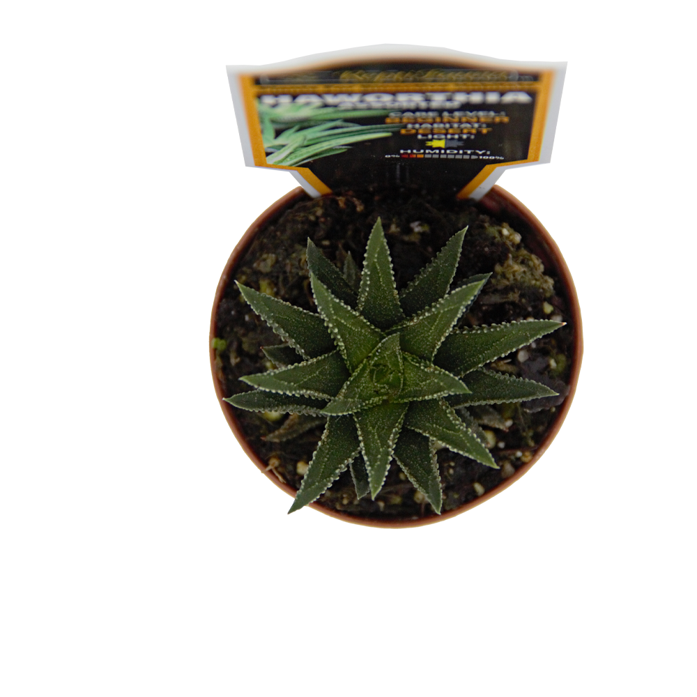 ReptiFauna™ Haworthia desert plant
