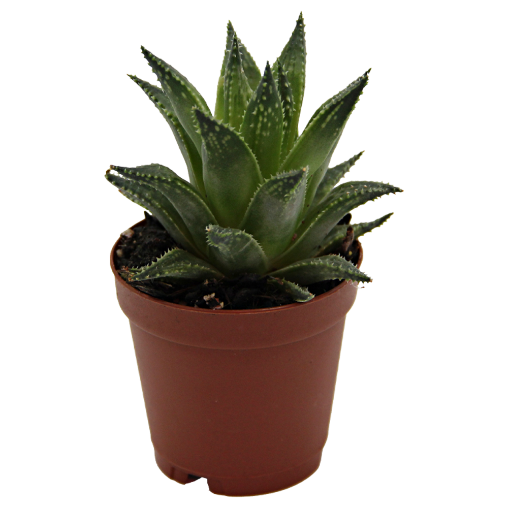 ReptiFauna™ Haworthia desert plant