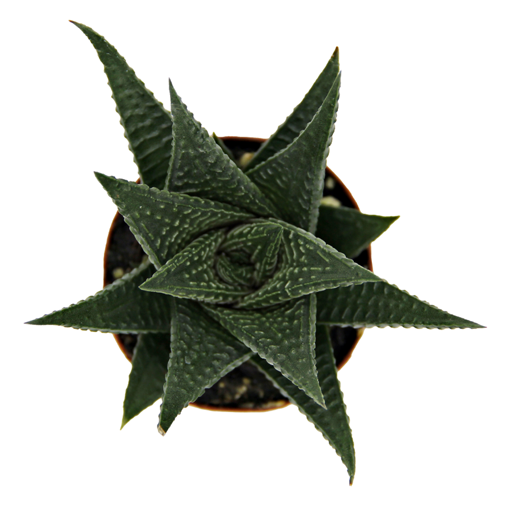 ReptiFauna™ Haworthia desert plant