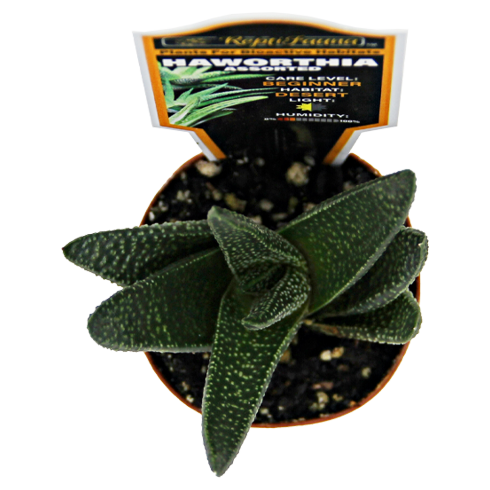 ReptiFauna™ Haworthia desert plant