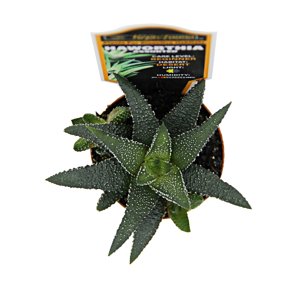 ReptiFauna™ Haworthia desert plant