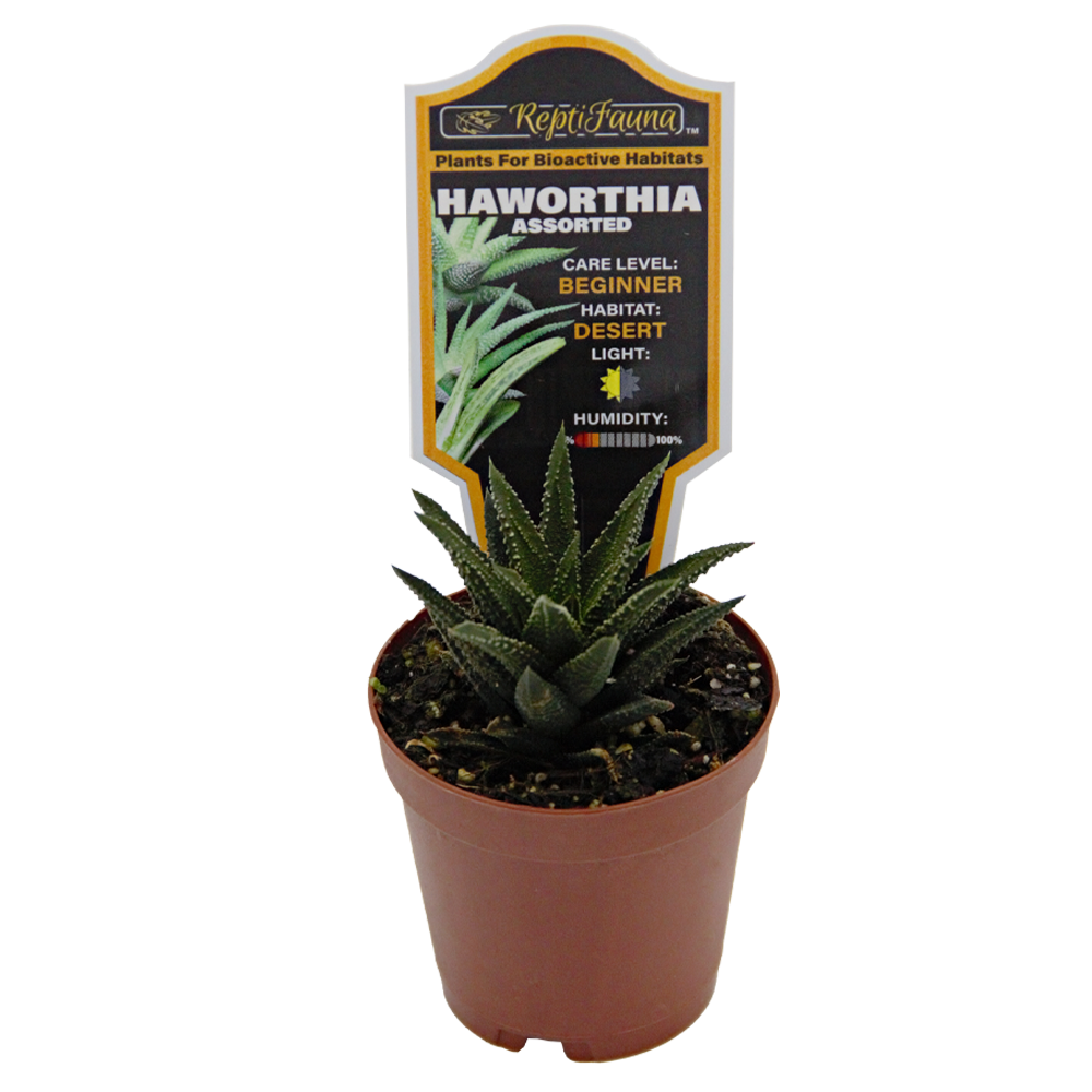 ReptiFauna™ Haworthia desert plant