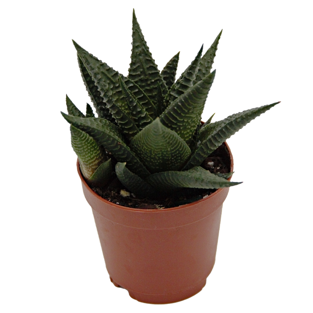 ReptiFauna™ Haworthia desert plant