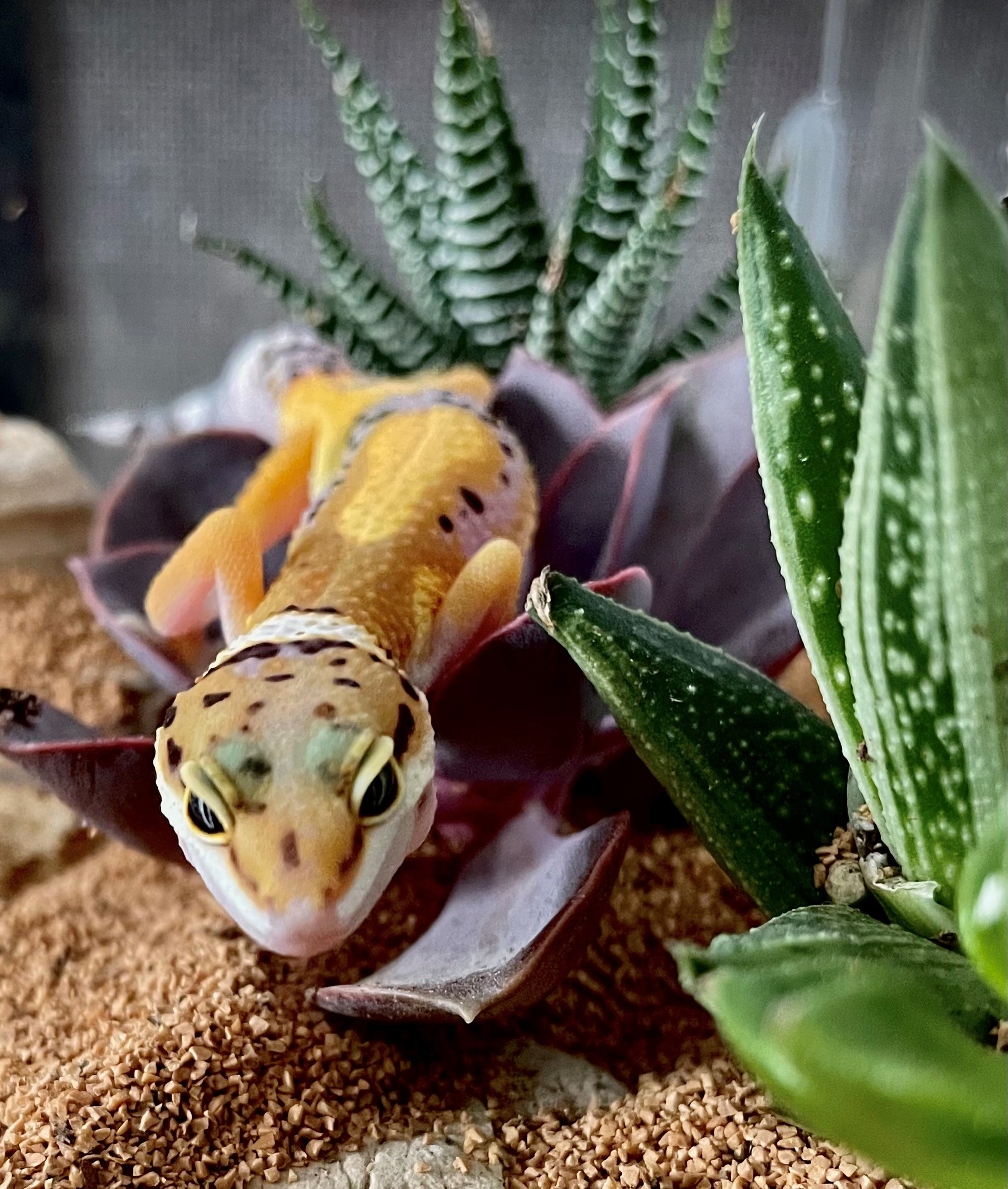 ReptiFauna™ Haworthia in reptile terrarium
