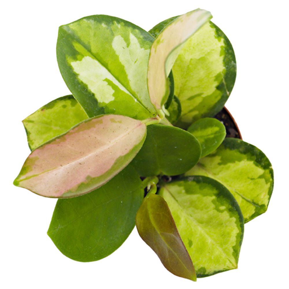ReptiFauna Assorted Hoya