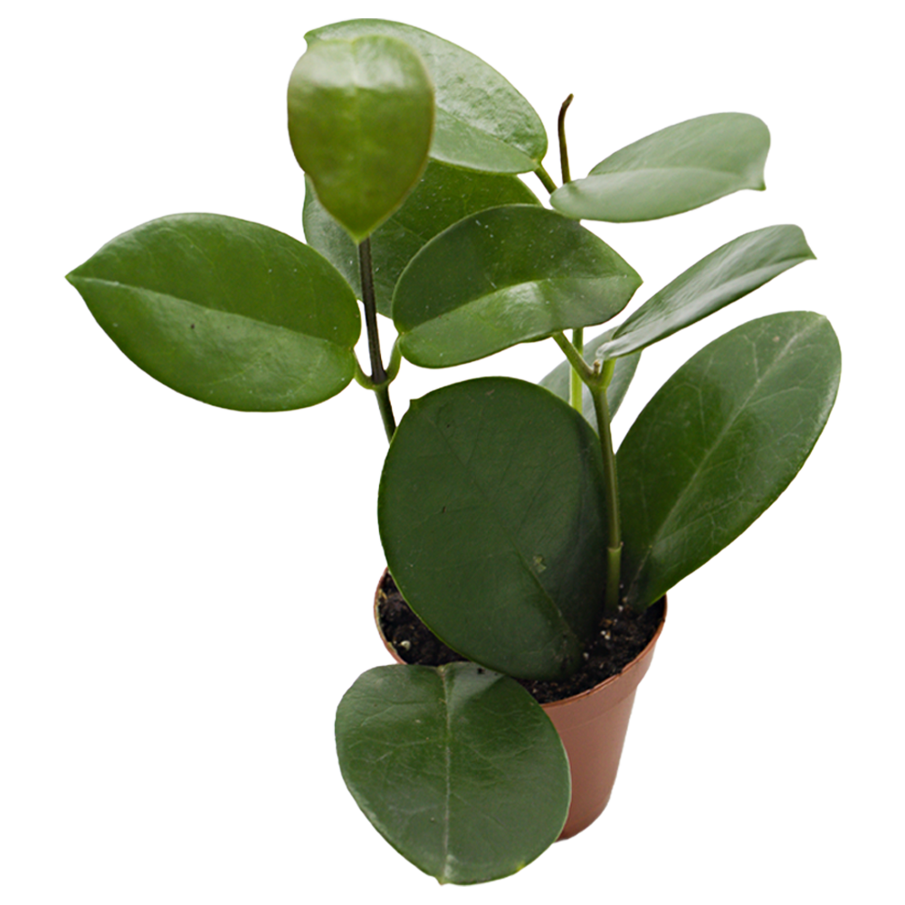 ReptiFauna Assorted Hoya