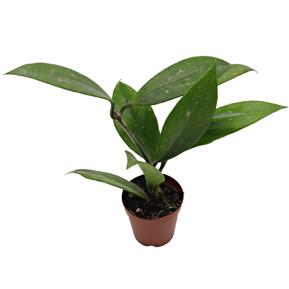 ReptiFauna Assorted Hoya