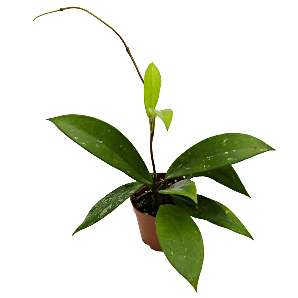 ReptiFauna Assorted Hoya