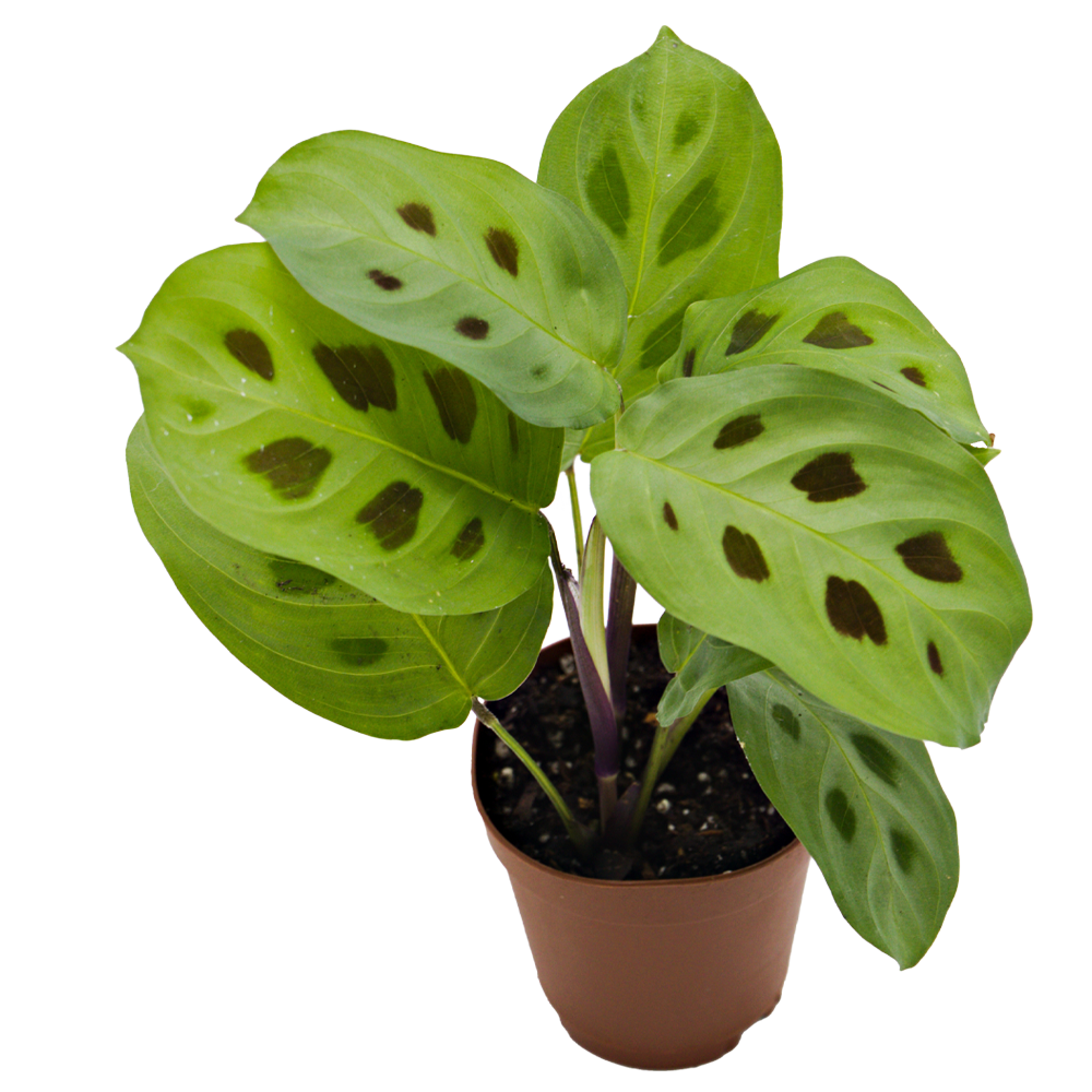 ReptiFauna™ Assorted Maranta