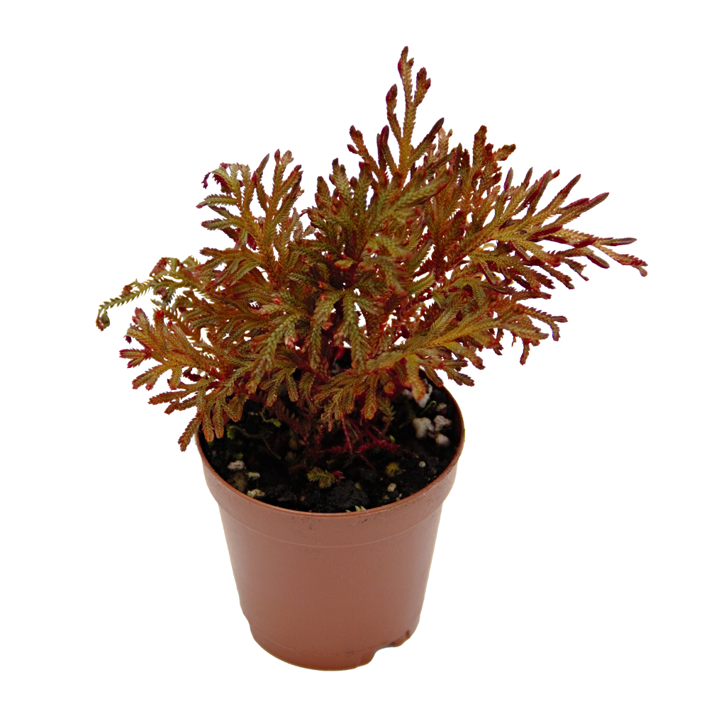 ReptiFauna Moss