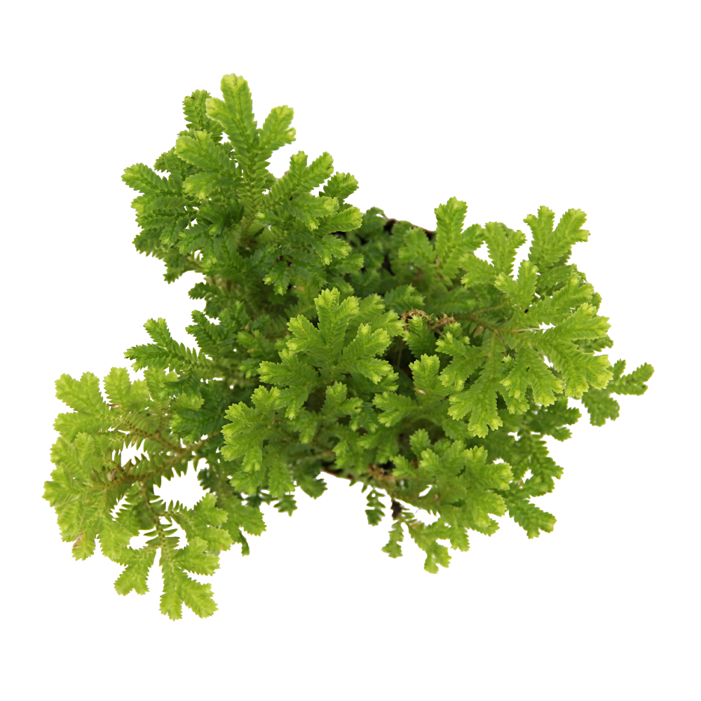 ReptiFauna Moss