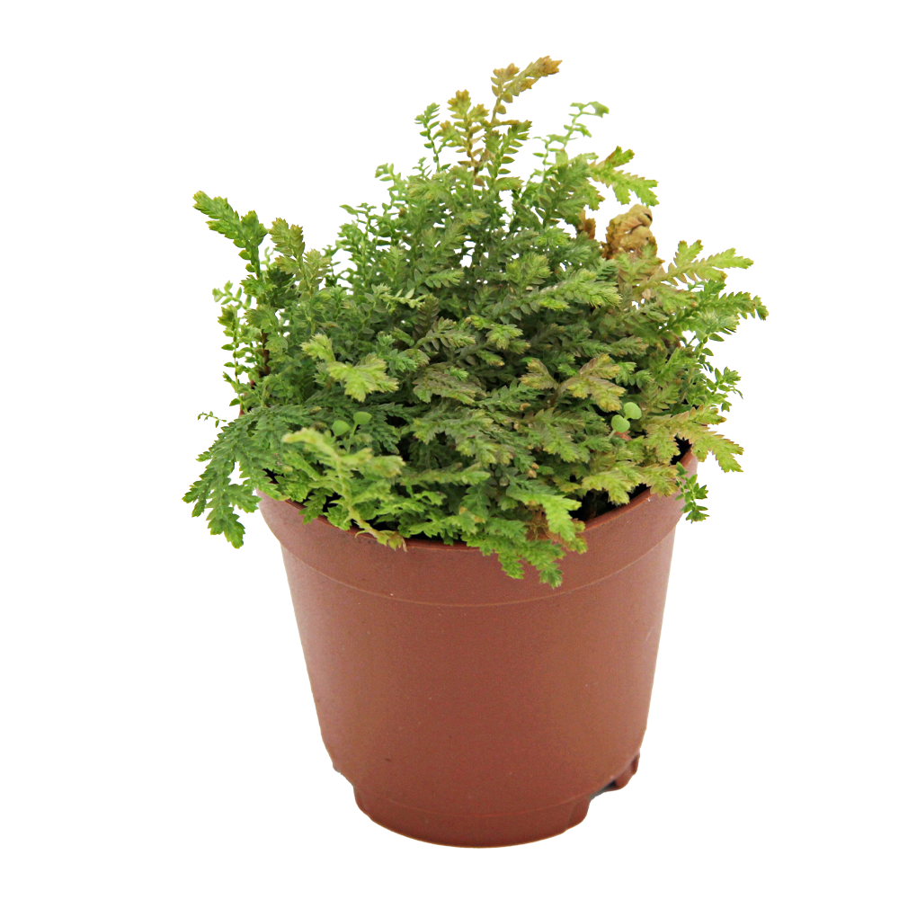 ReptiFauna Moss