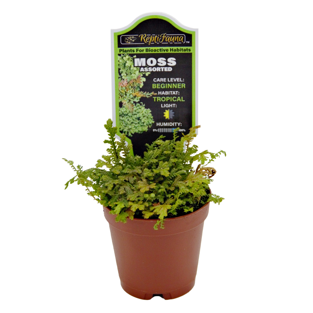ReptiFauna Moss