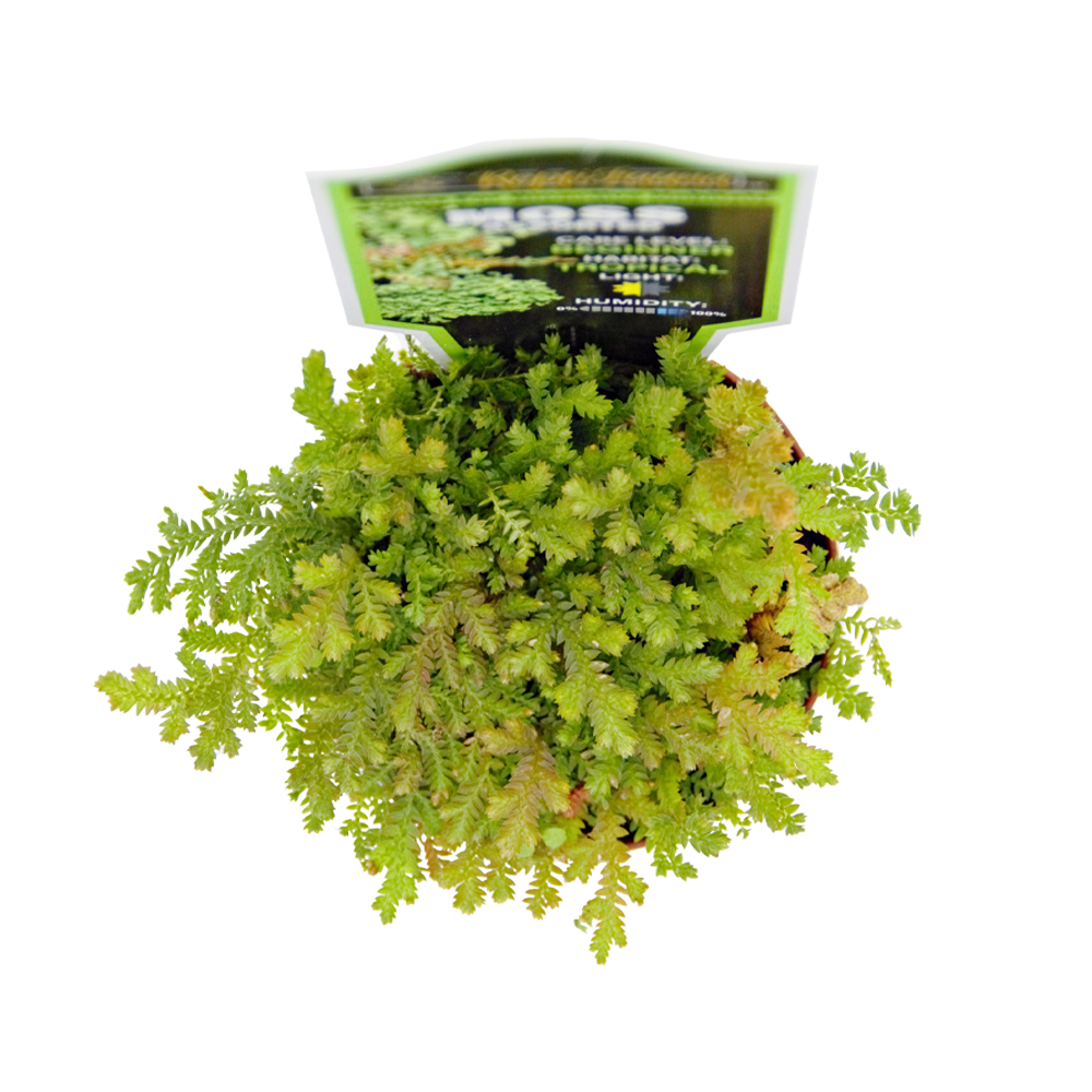 ReptiFauna Moss