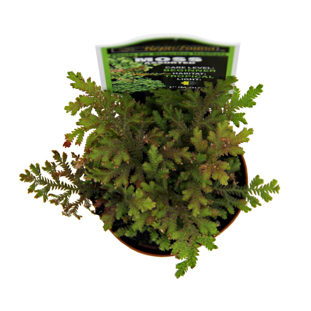 ReptiFauna Moss