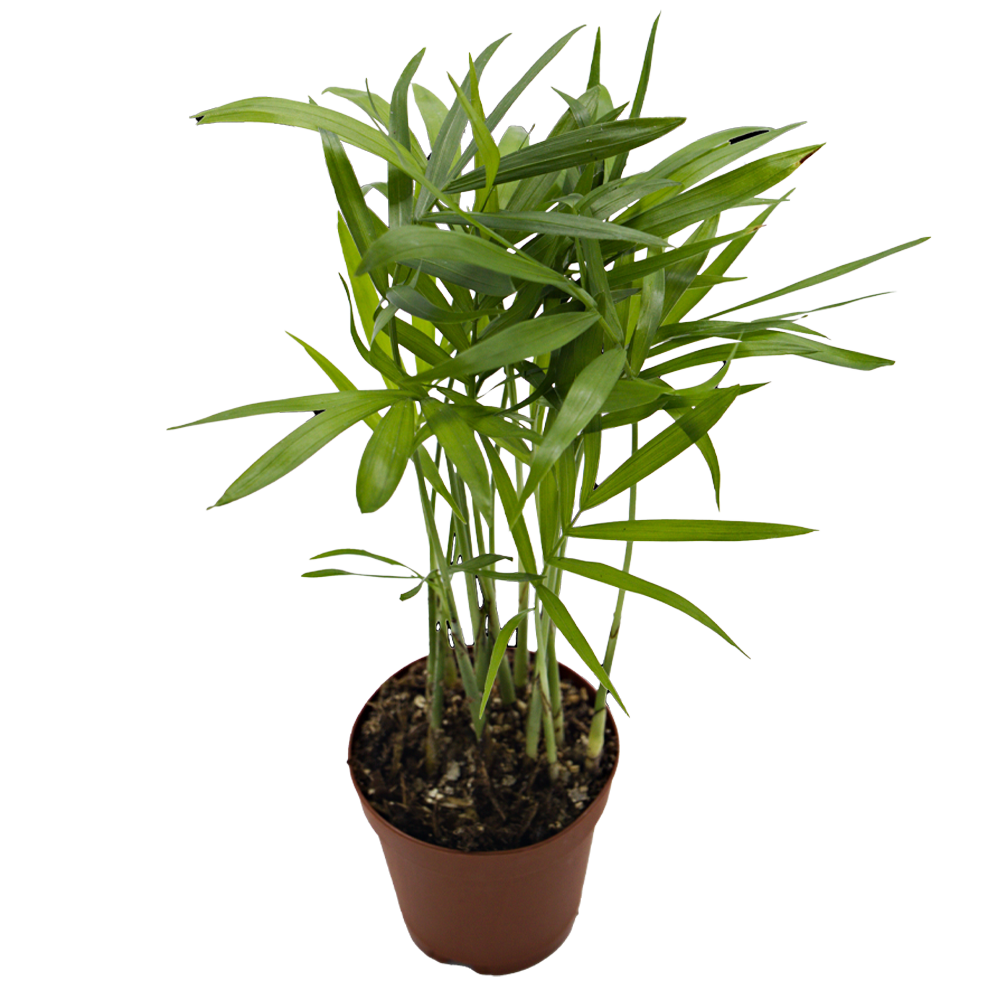 ReptiFauna Neanthe Bella Palm