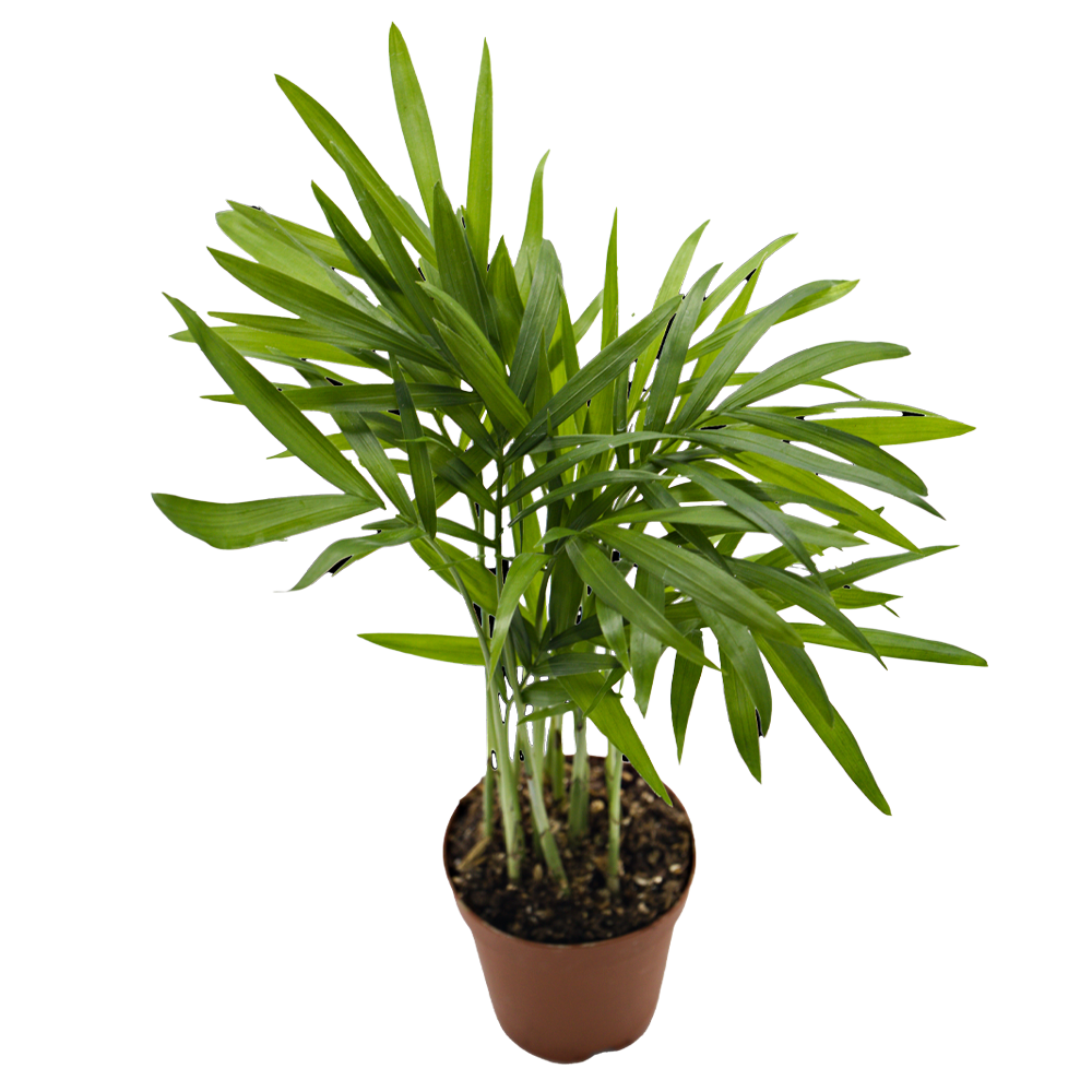 ReptiFauna Neanthe Bella Palm