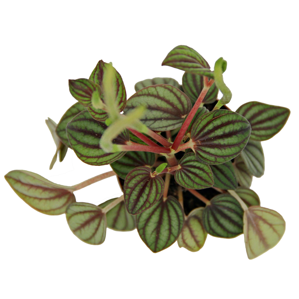 ReptiFauna Assorted Peperomia