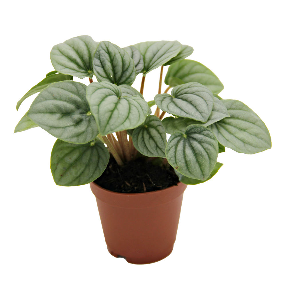 ReptiFauna Assorted Peperomia