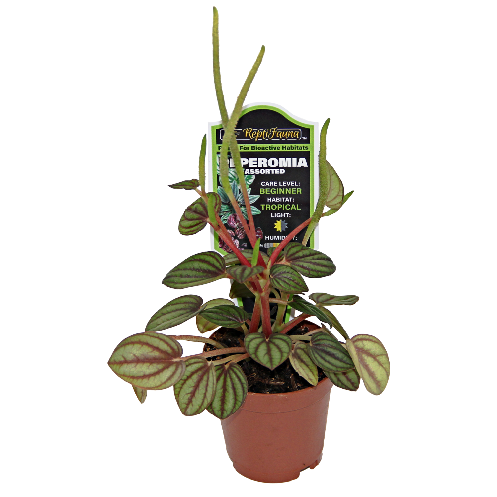 ReptiFauna Assorted Peperomia