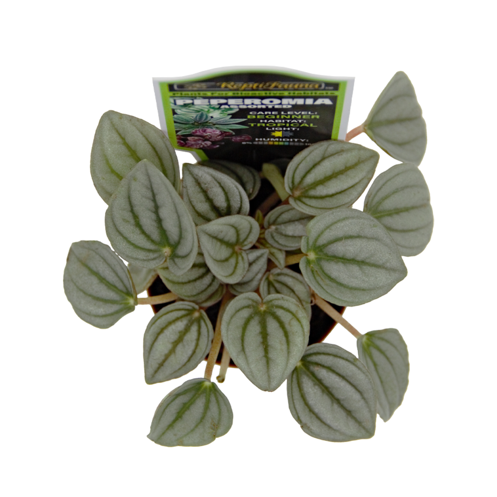 ReptiFauna Assorted Peperomia