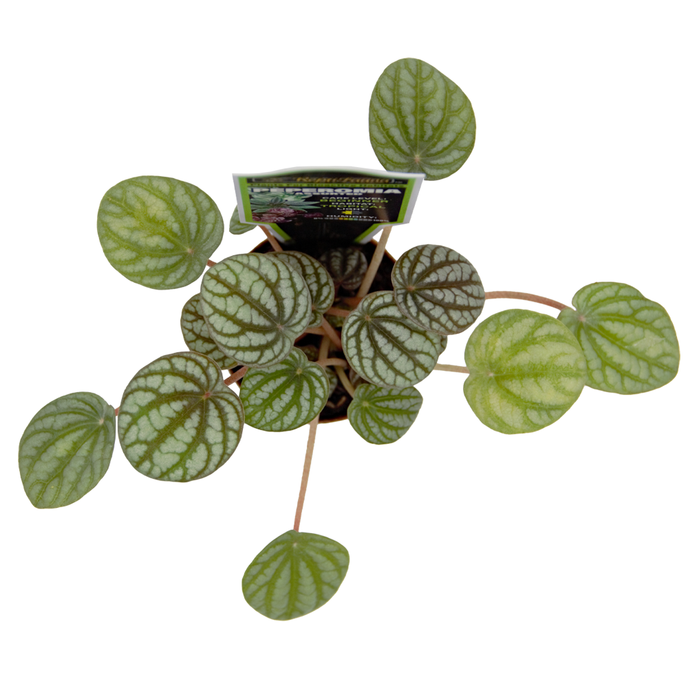 ReptiFauna Assorted Peperomia