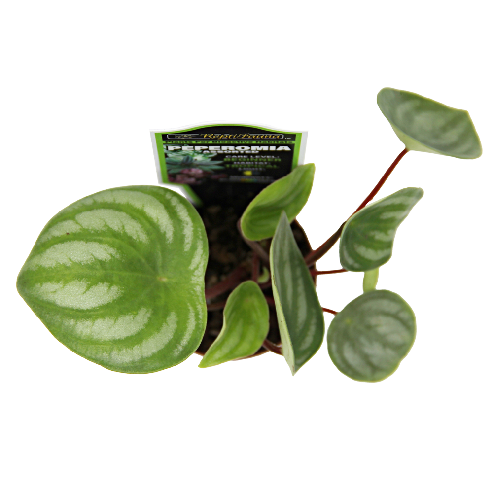 ReptiFauna Assorted Peperomia
