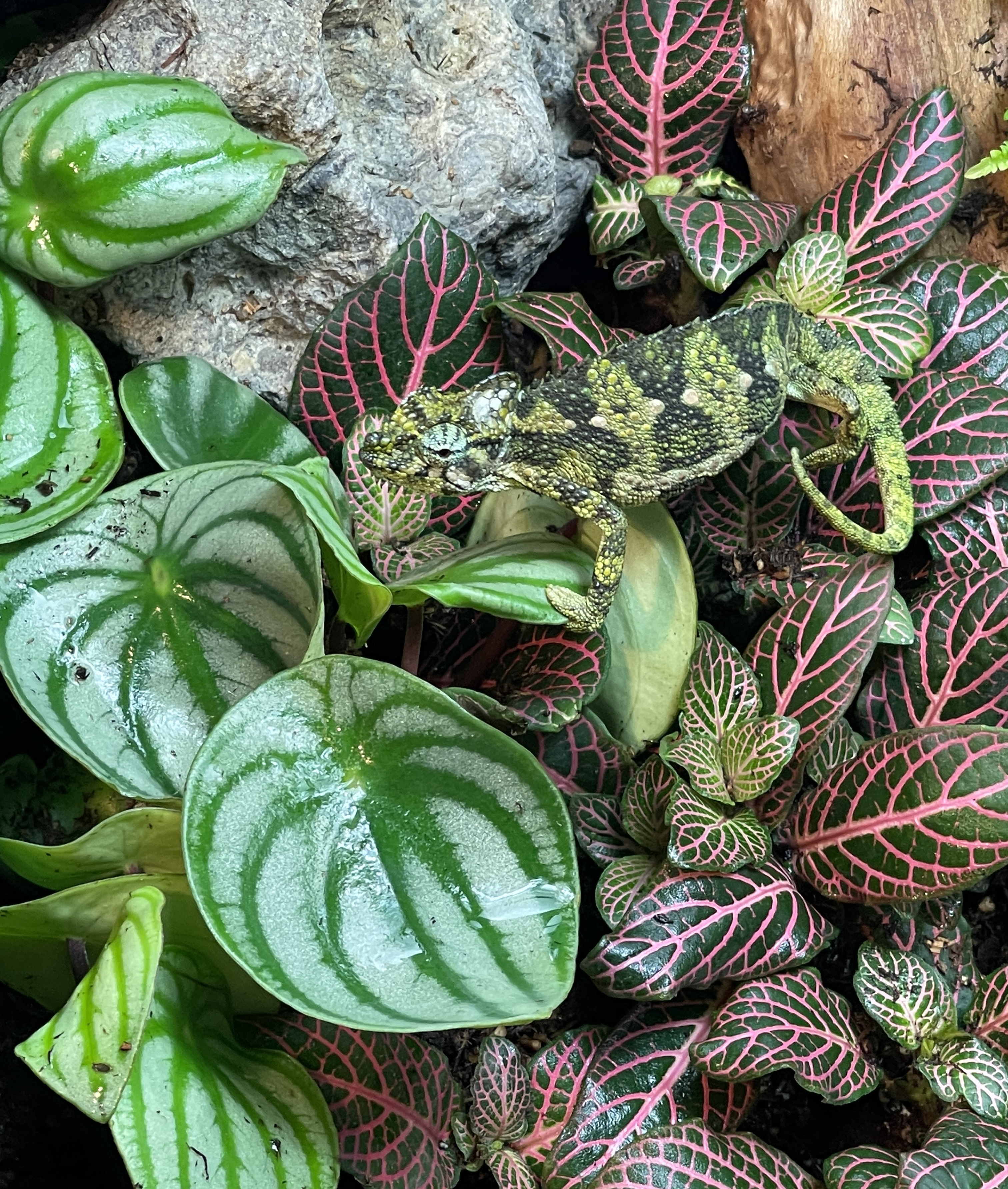 ReptiFauna™ Peperomia in reptile terrarium