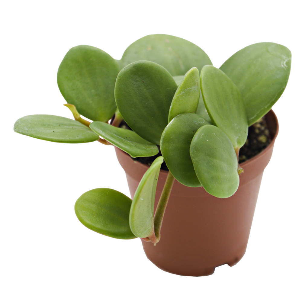 ReptiFauna Hope Peperomia