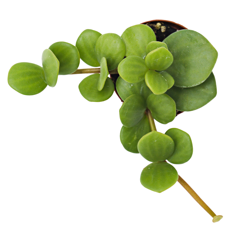 ReptiFauna Hope Peperomia