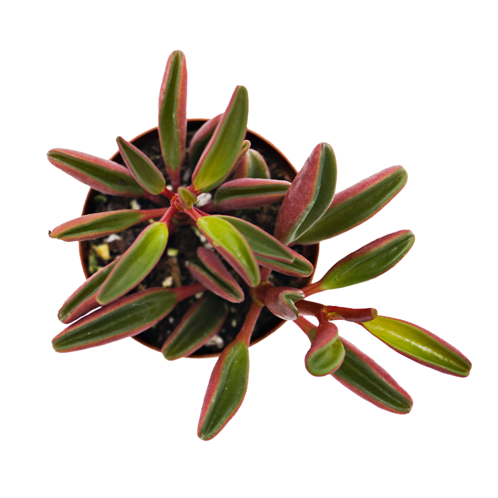 ReptiFauna Ruby Peperomia