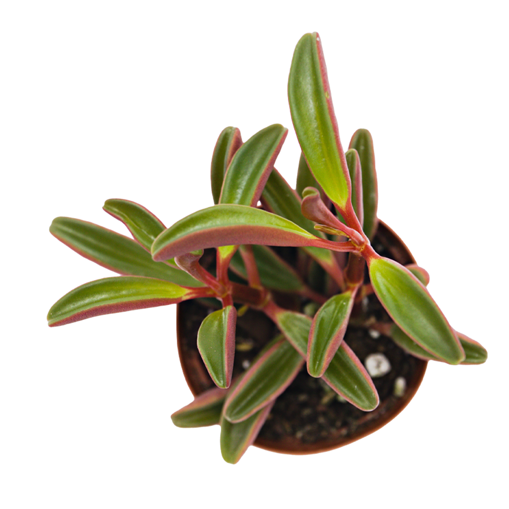 ReptiFauna Ruby Peperomia