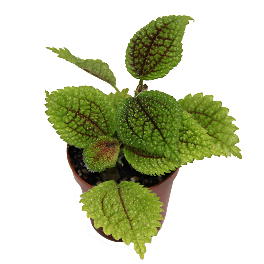 ReptiFauna Moon Valley Pilea