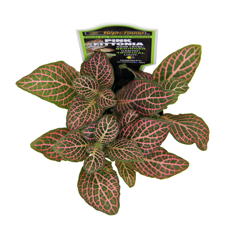 Pink Fittonia