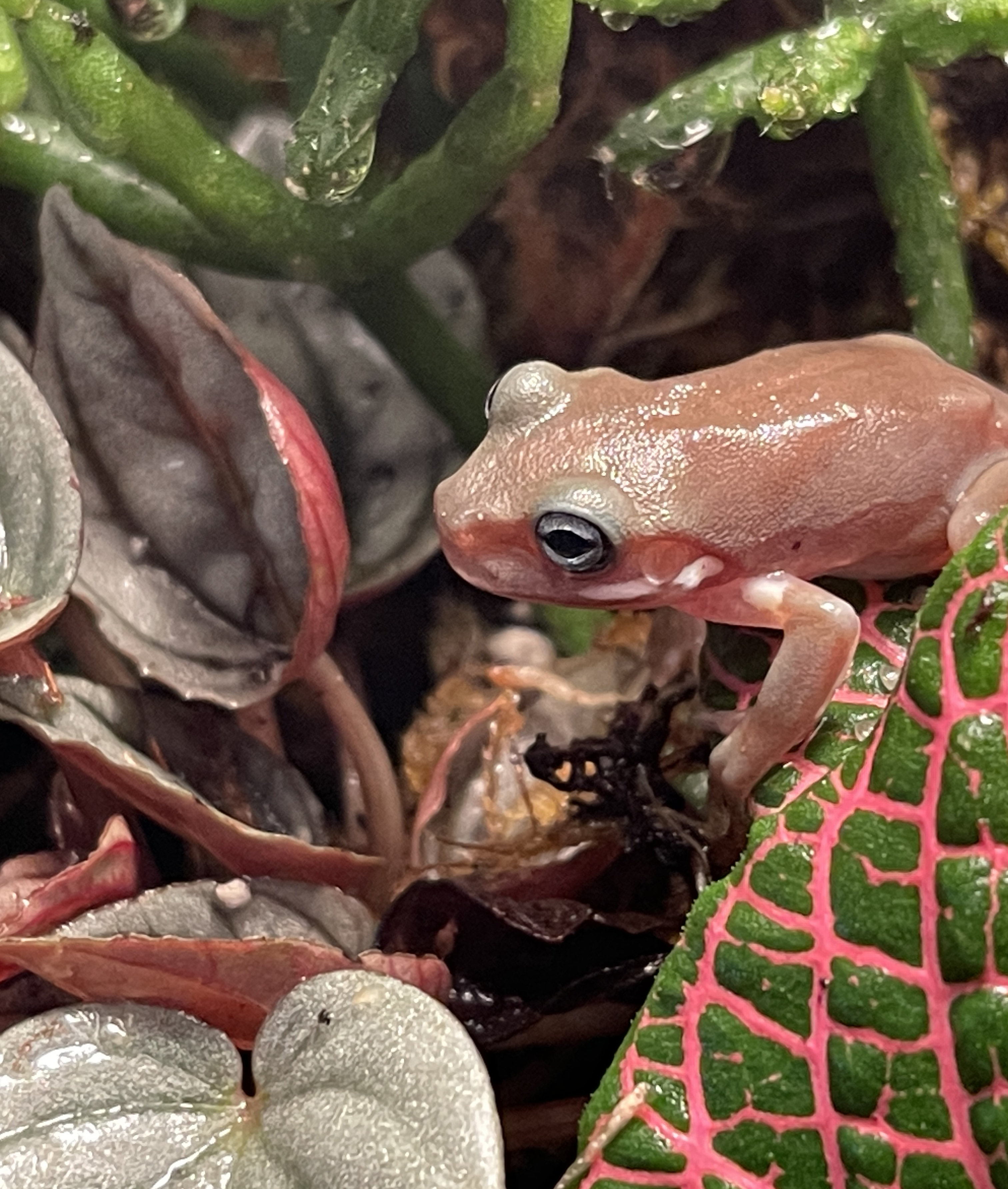 ReptiFauna™ Pink Fittonia in reptile terrarium