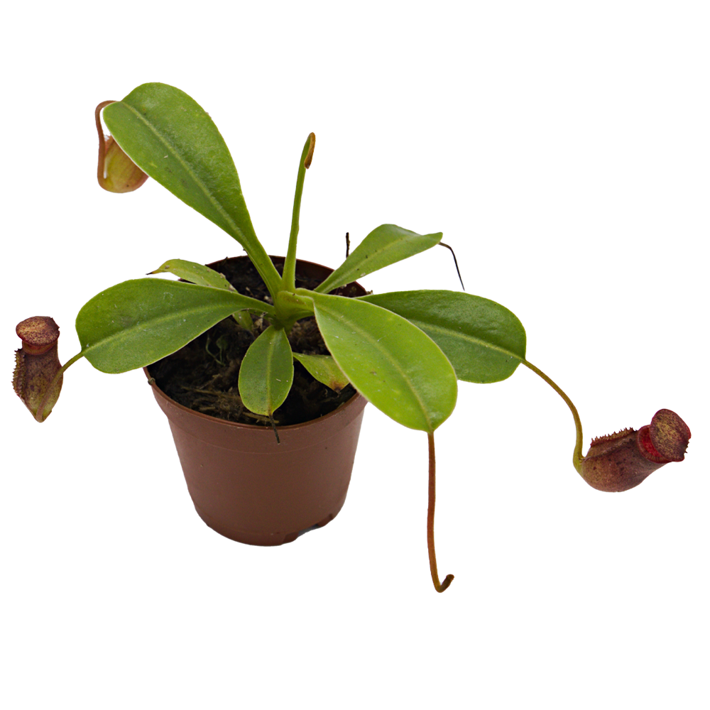 ReptiFauna Pitcher Plant