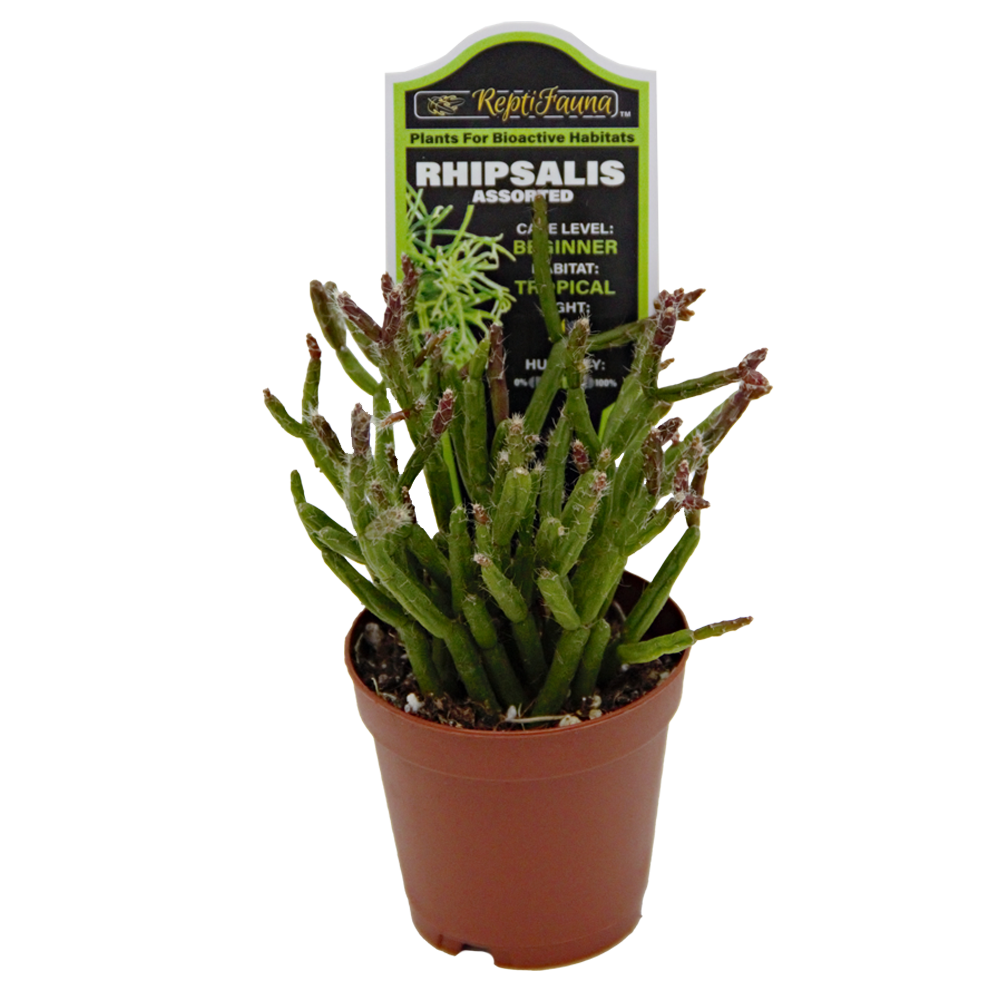 ReptiFauna Assorted Rhipsalis