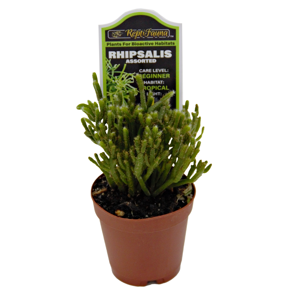 ReptiFauna Assorted Rhipsalis