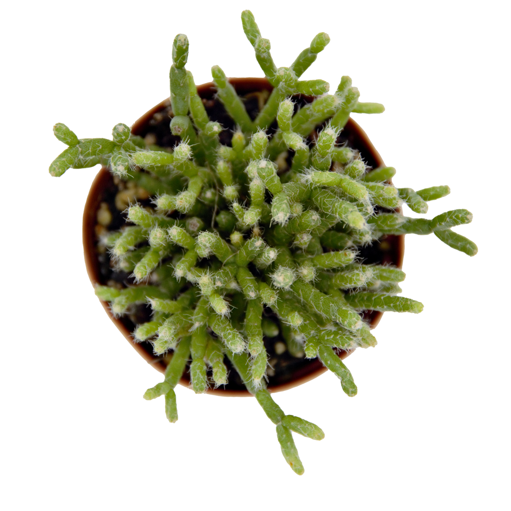 ReptiFauna Assorted Rhipsalis