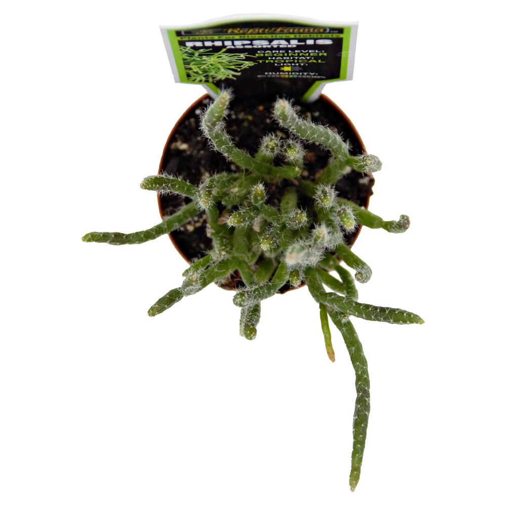 ReptiFauna Assorted Rhipsalis