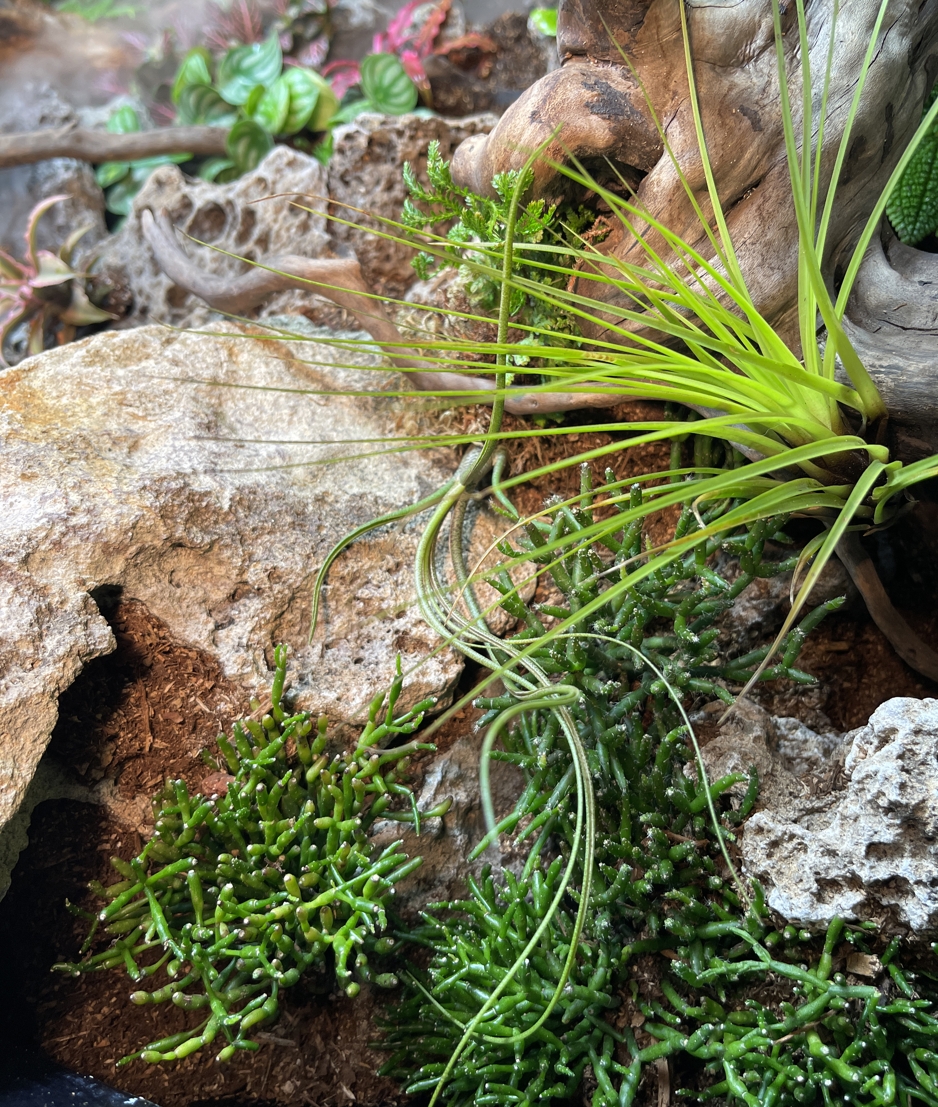 ReptiFauna™ Rhipsalis in reptile terrarium