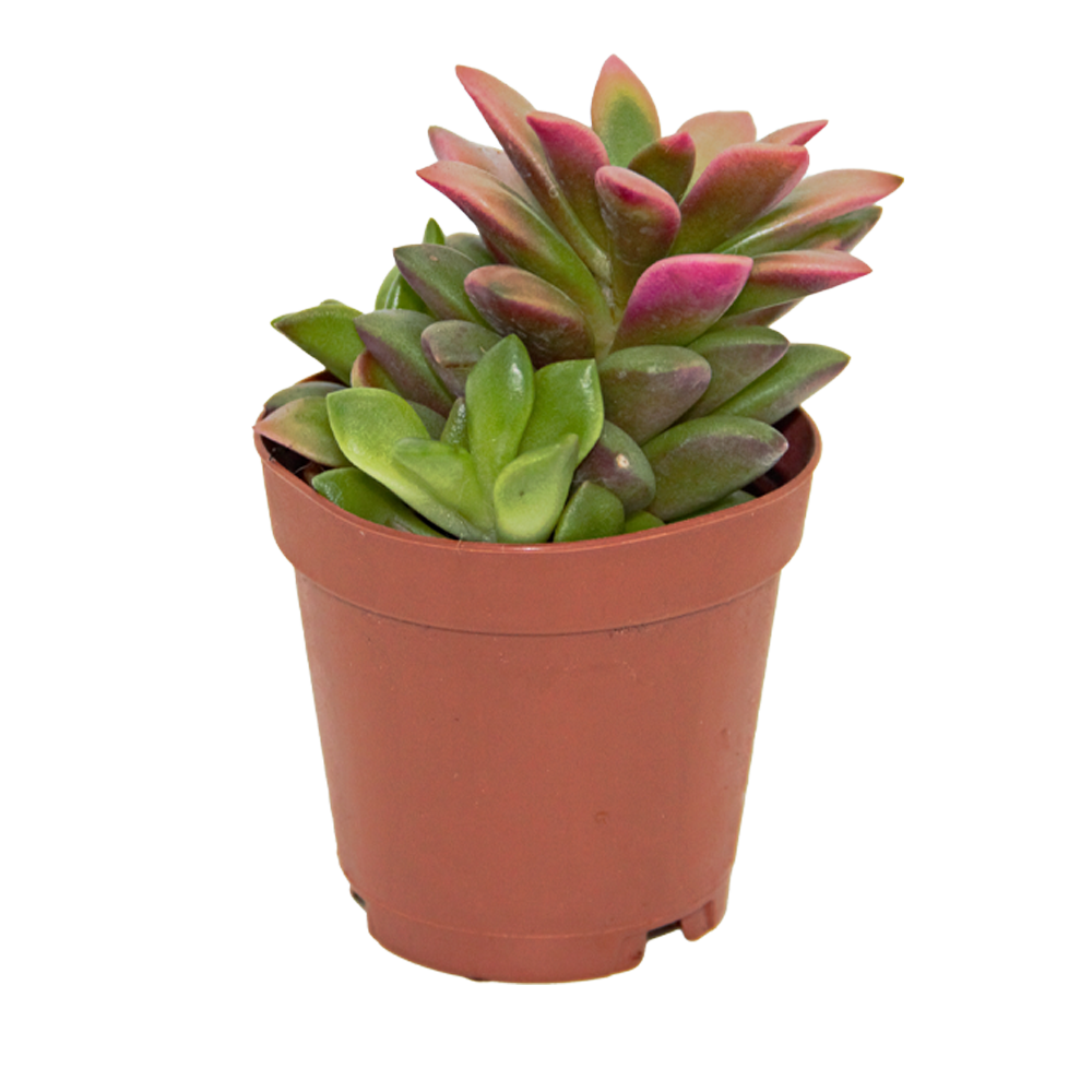 ReptiFauna Sedum