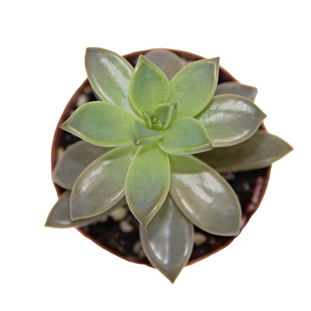 ReptiFauna Sedum
