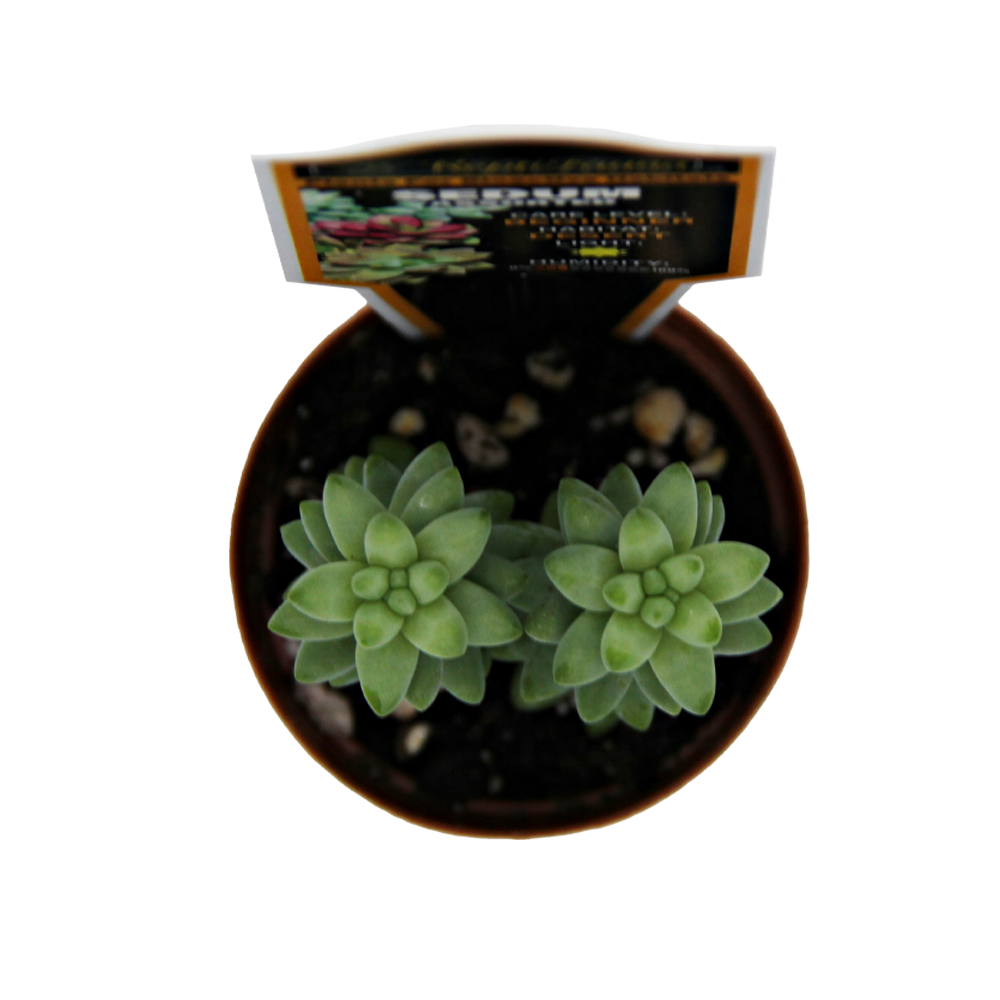 ReptiFauna Sedum