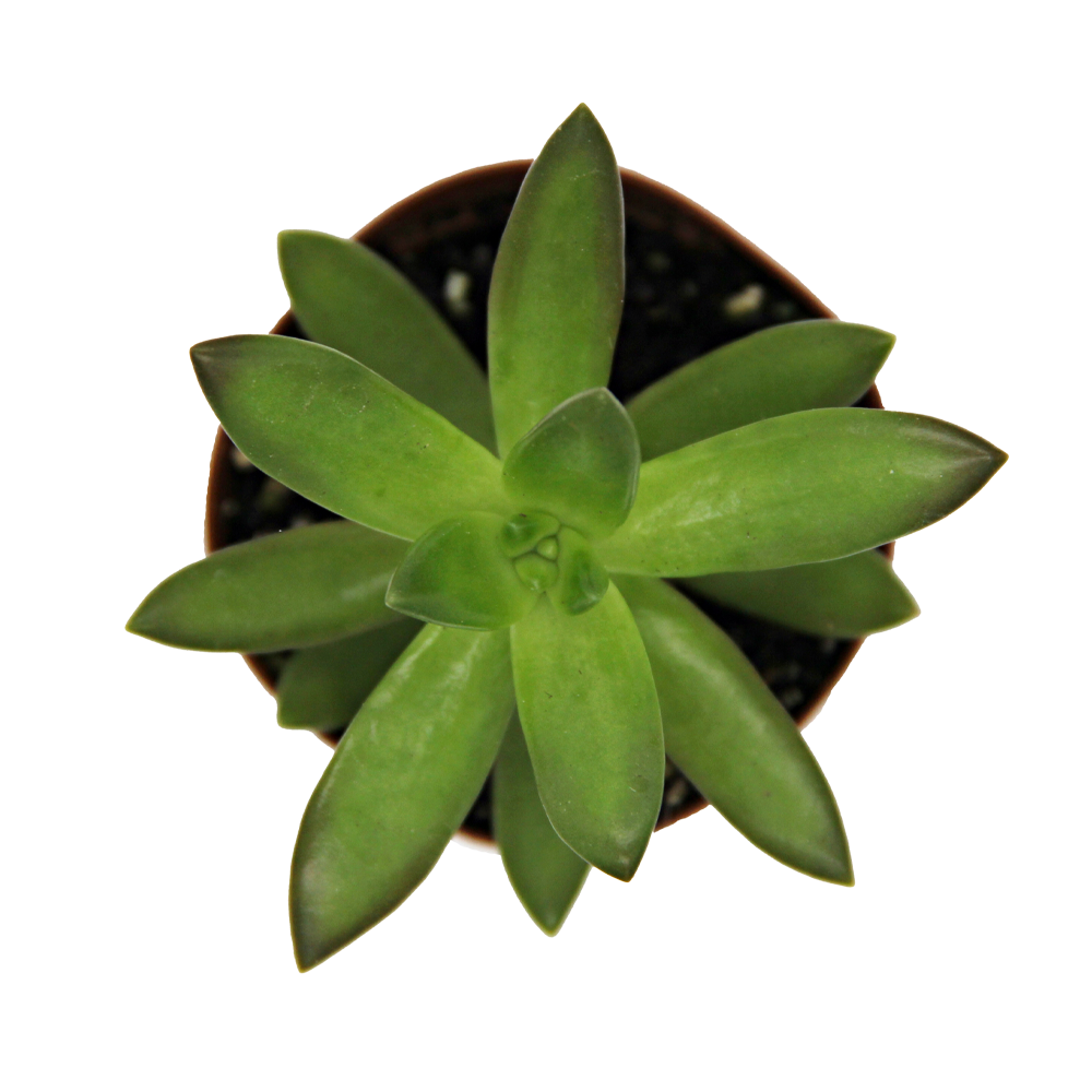 ReptiFauna Sedum