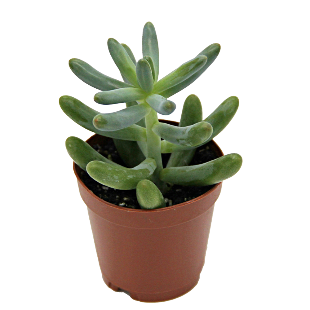 ReptiFauna Sedum